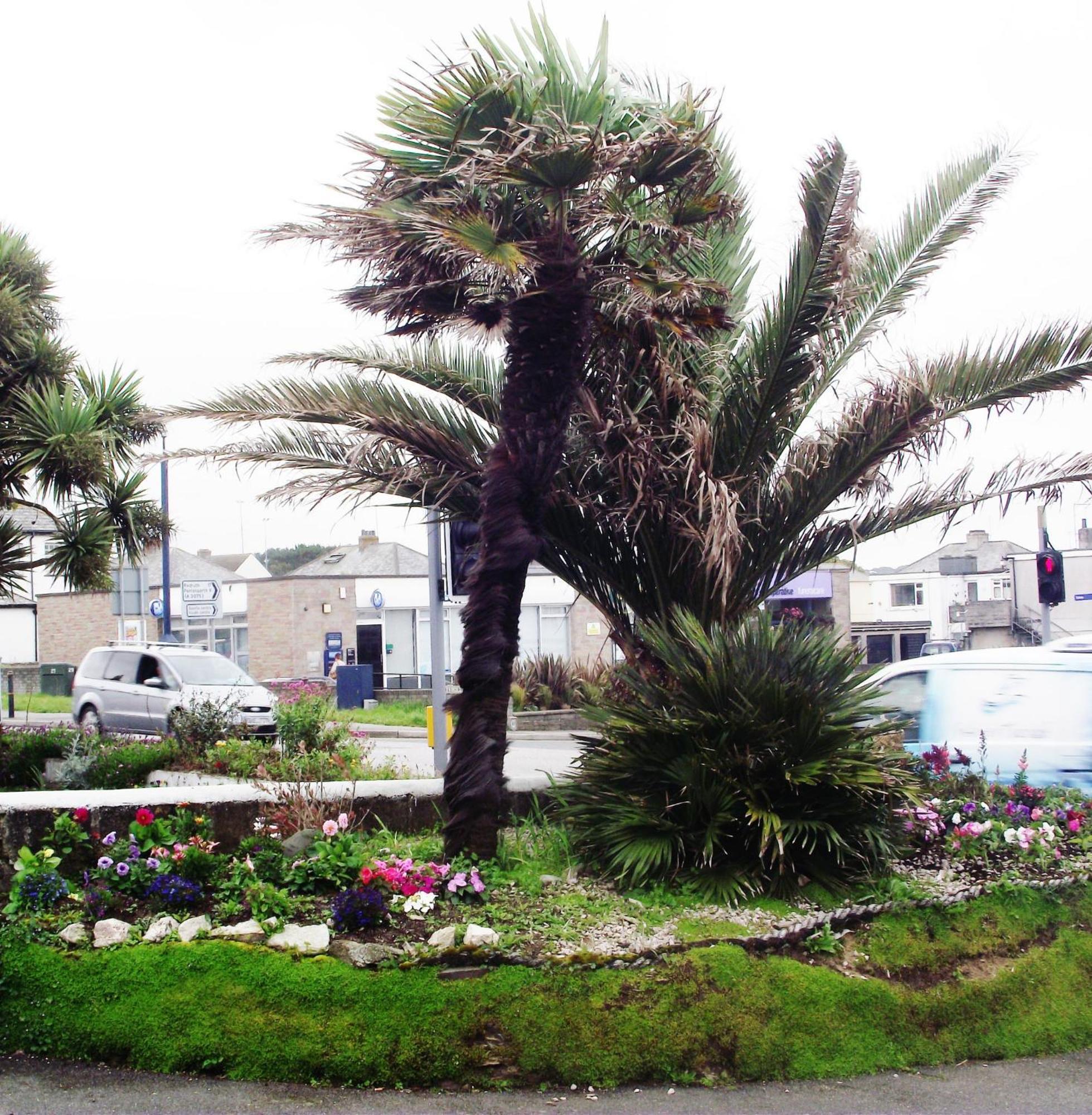 לינה וארוחת בוקר New Quay Jasmine House מראה חיצוני תמונה